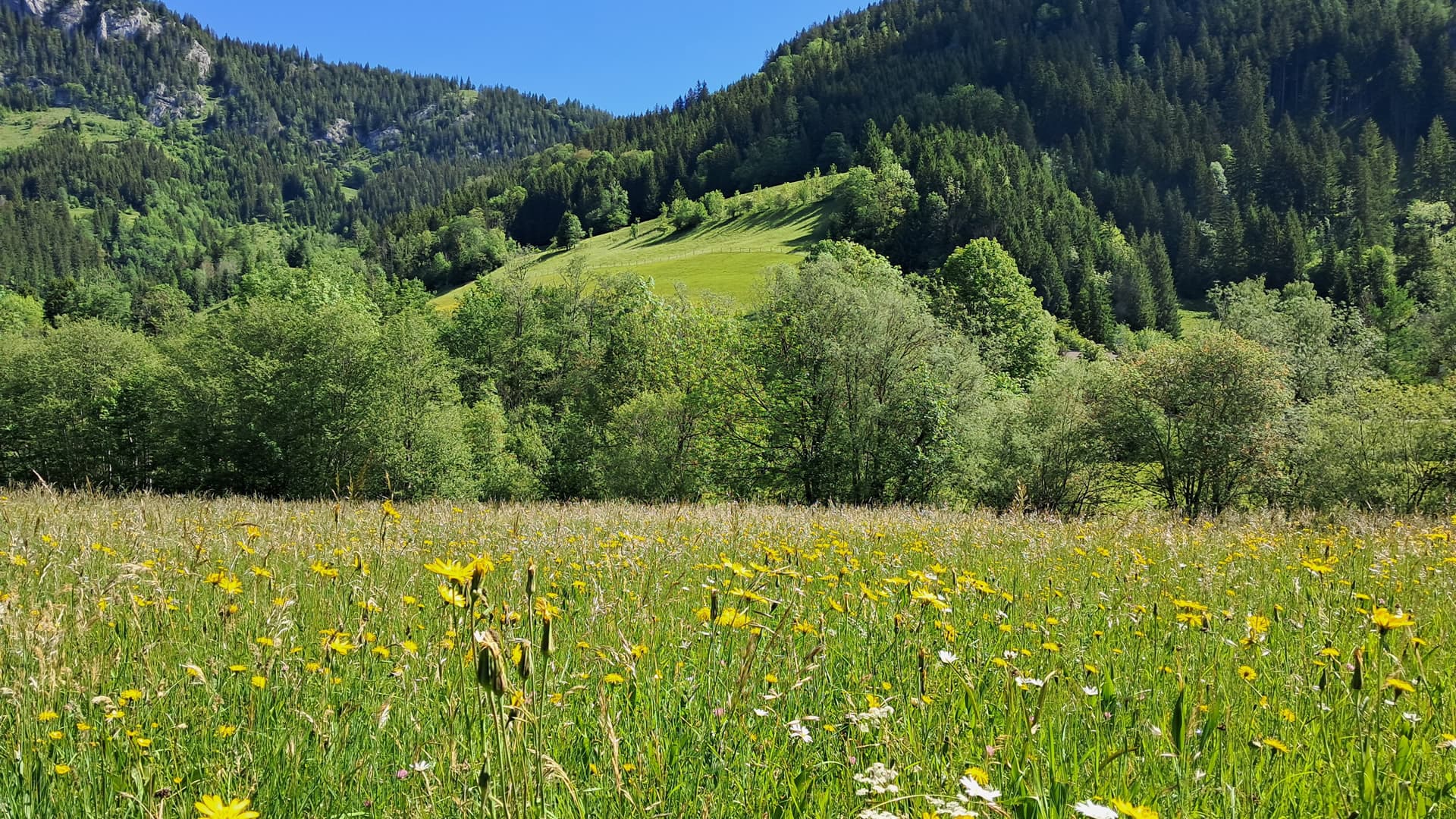 Spaziergang durch die Pflanzenwelt