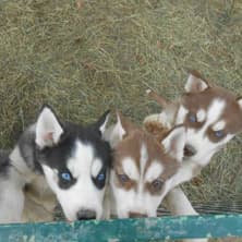 Hundeurlaub beim Huskyweltmeister-Gutschein für einen Urlaubstag für Ihren Hund