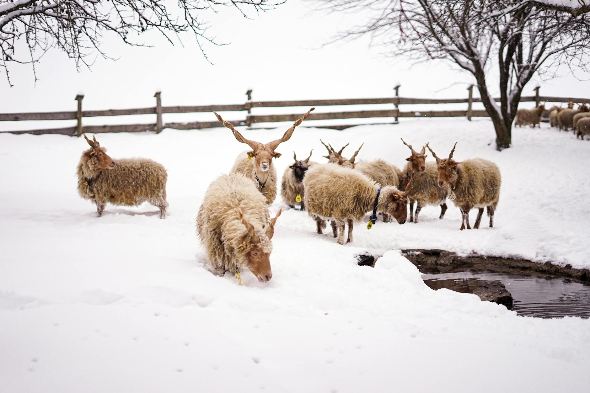 Wildwochen bei den Gourmet Alps auf der Winterleiten